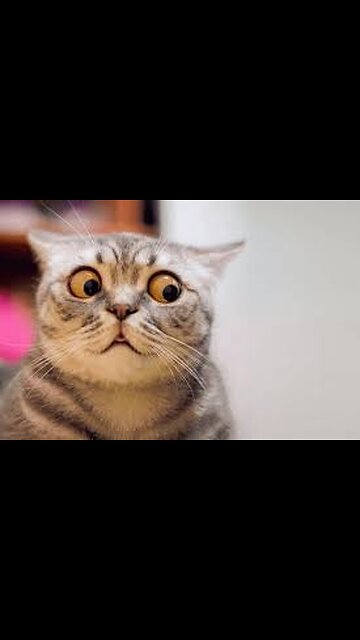 😹🐾 Crazy Cute Cat & Funny Pet Jumps – Must Watch!