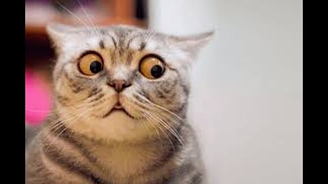 😹🐾 Crazy Cute Cat & Funny Pet Jumps – Must Watch!