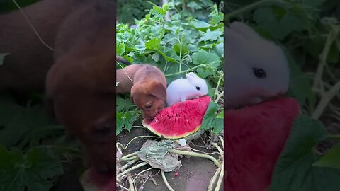 Dog and bunny nibbling on watermelon together. Rabbit, cute little pastoral pet.