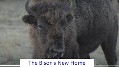 The Bison's New Home