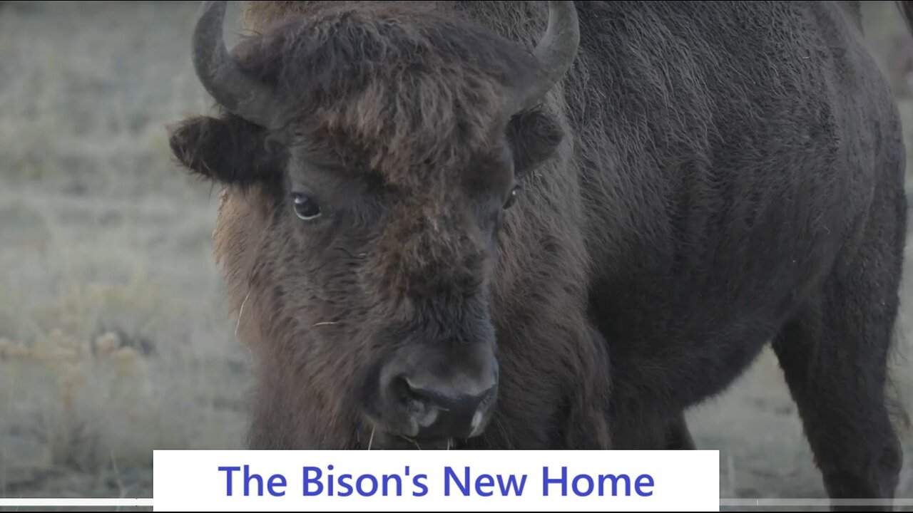 The Bison's New Home