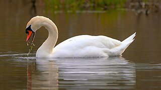 Mute Swan Foraging and Grooming in Swamp