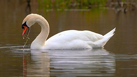 Mute Swan Foraging and Grooming in Swamp