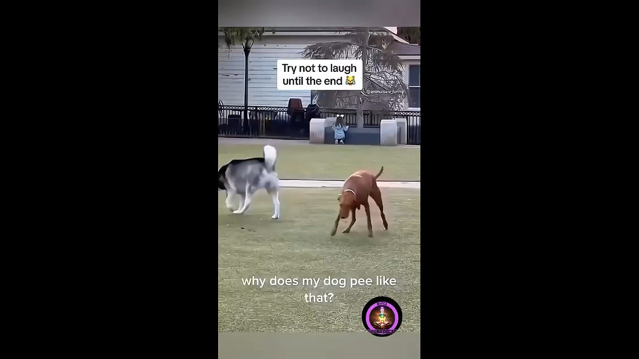 Funny dogs having fun😆