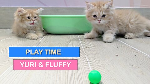 Meet Yuri & Fluffy - Persian Kittens