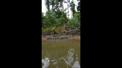 crocodile on riverbank
