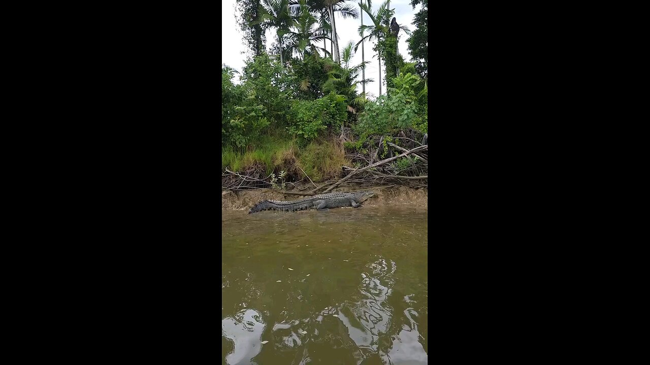 crocodile on riverbank