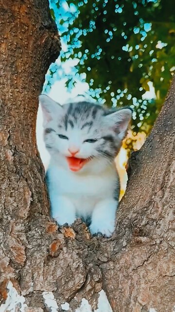 Cute Cat Talking to You | Funny Meow Meow Moments 🐱💕