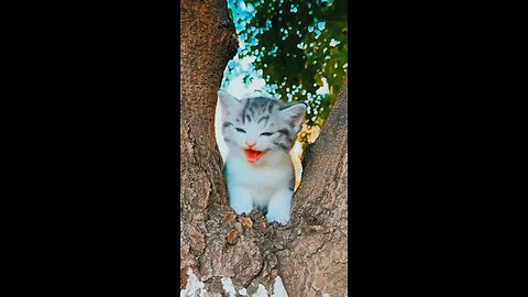 Cute Cat Talking to You | Funny Meow Meow Moments 🐱💕