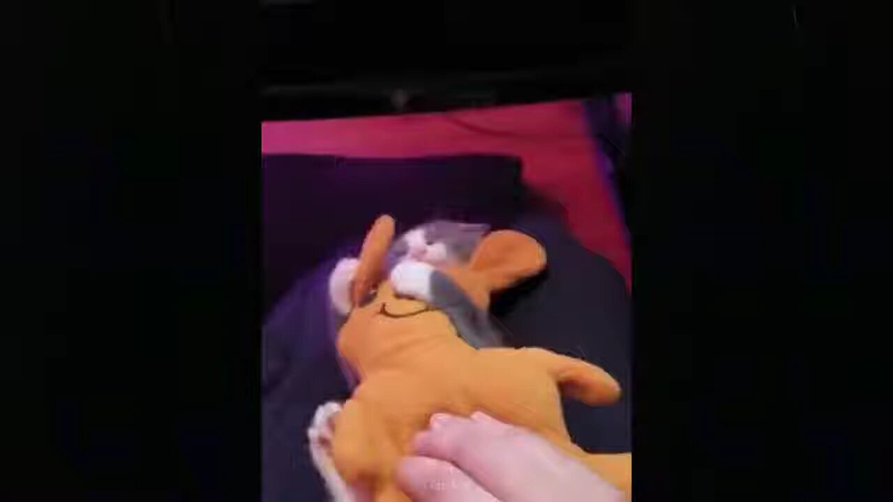 fun cats