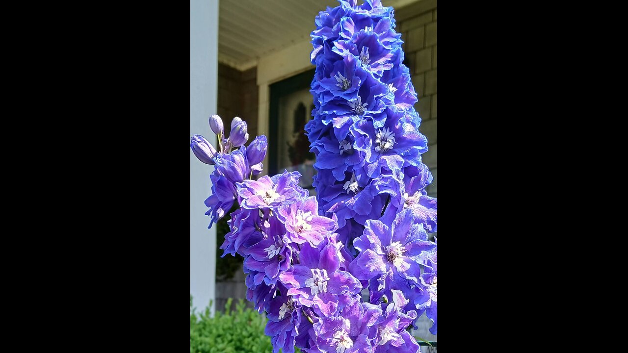 What is a Delphinium?