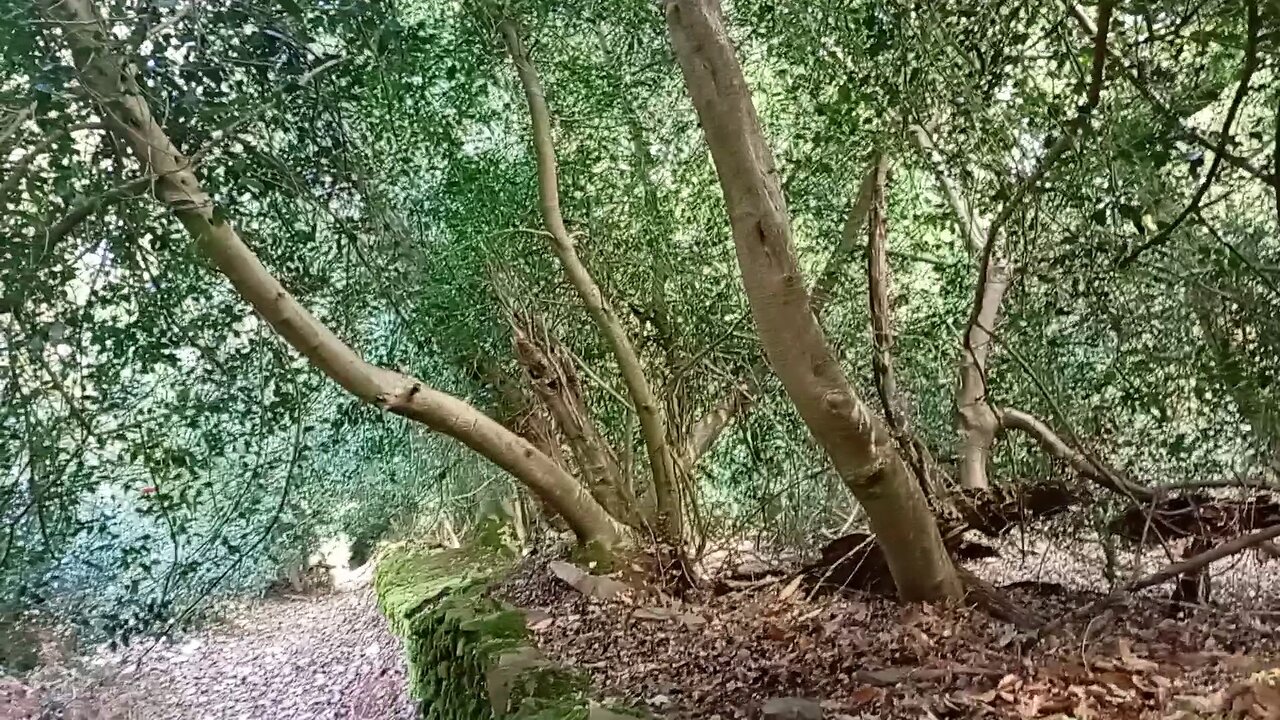 13, #hike , possible new location for a, camp, woods,
