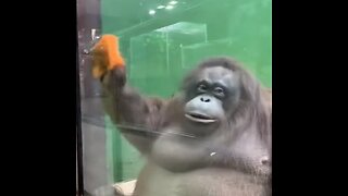 🐒🧹 Un orangután experto en limpieza
