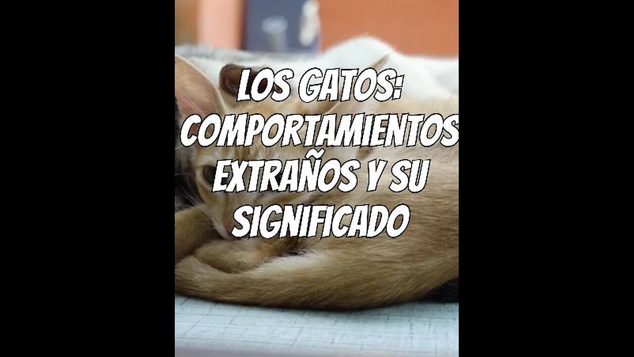 Comportamientos extraños de los gatos