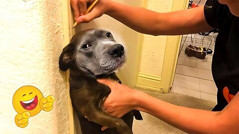 2025’s Funniest Dogs & Cats 😂 You Won’t Stop Laughing! | You Laugh You lose 😍😸😹 #Ep52