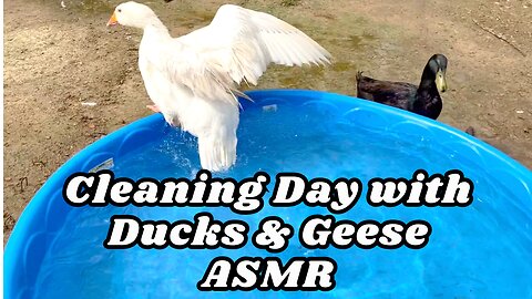 Peaceful Duck & Geese Habitat Sounds | ASMR Ambience While We Work