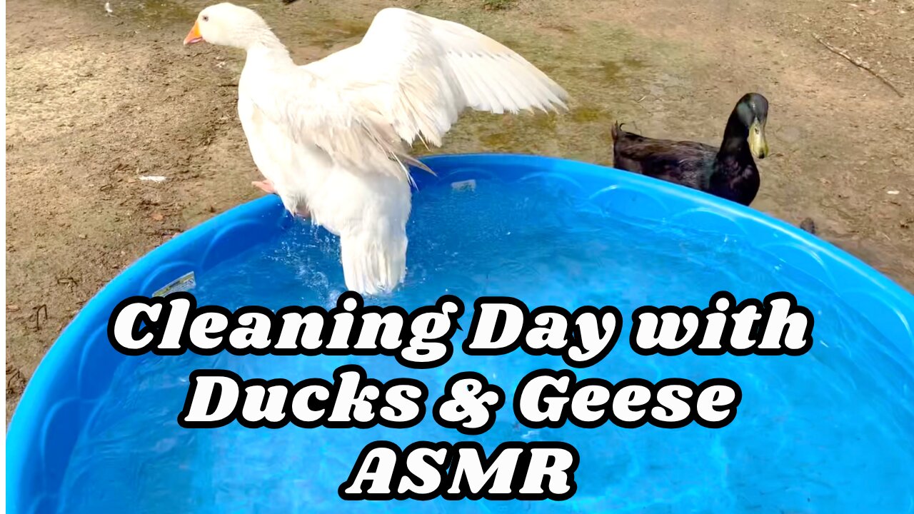 Peaceful Duck & Geese Habitat Sounds | ASMR Ambience While We Work