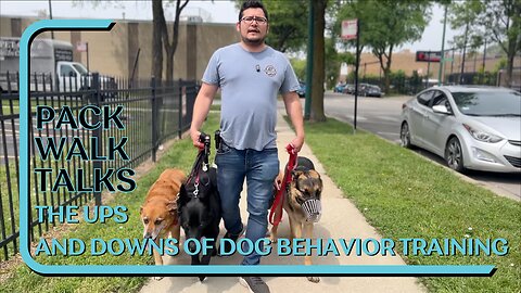 Ups And Downs Of Dog Behavior Training, Consistent Corrections And Leadership Key | Pack Walk Talks