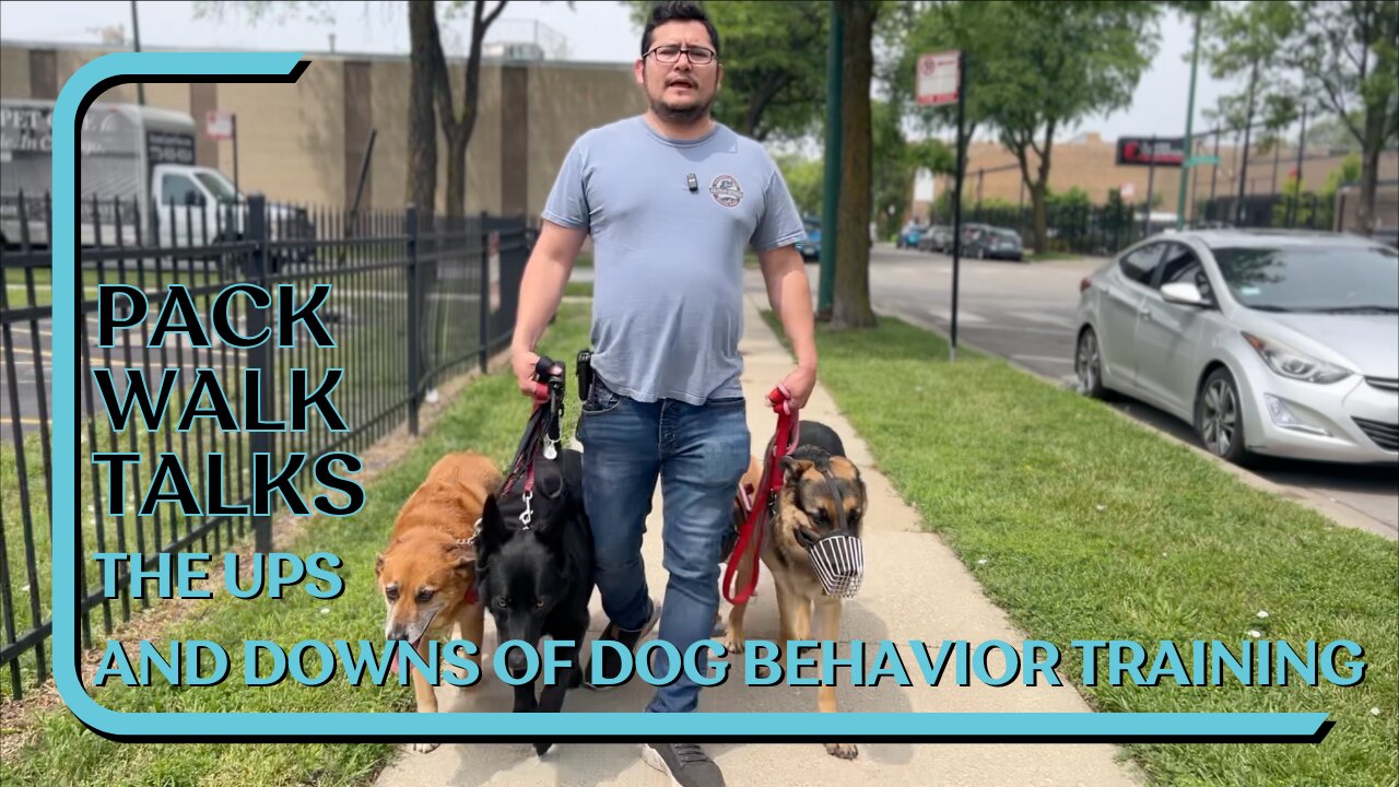 Ups And Downs Of Dog Behavior Training, Consistent Corrections And Leadership Key | Pack Walk Talks