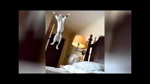 Ultimate TRY NOT TO LAUGH challenge - Hilarious ANIMAL VIDEOS!