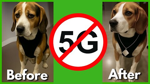 Why Your Pet’s Health Is Declining—Is 5G EMF to Blame?
