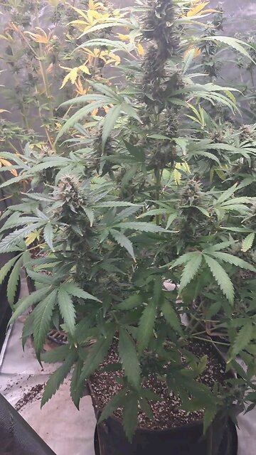grape ape and northern lights grow