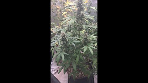 grape ape and northern lights grow