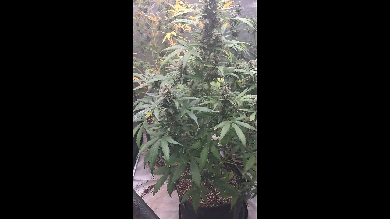 grape ape and northern lights grow