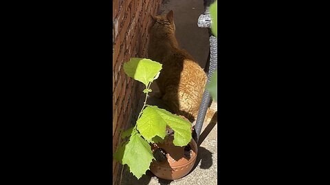 Screaming cat.