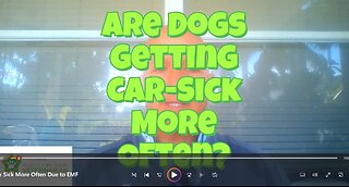 Is Your Dog Getting Car-Sick More Often?