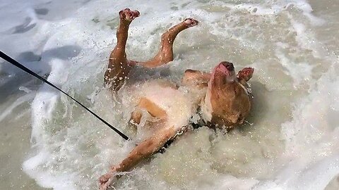 🌊🐶 “Dogs Meet the Ocean for the First Time – Their Reactions Are Priceless!”