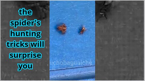 pay attention to how cunning and calculating the spider is when hunting its prey