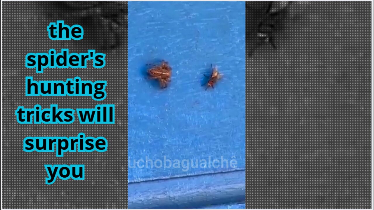 pay attention to how cunning and calculating the spider is when hunting its prey