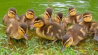 Another Year, Another Record Group of 7 Mallard Duck Ducklings