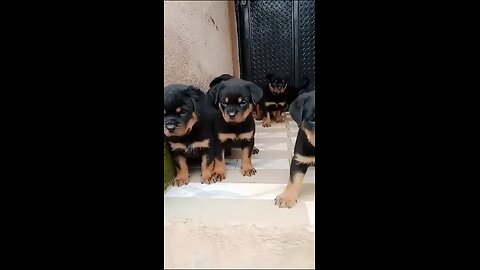 pretty puppies