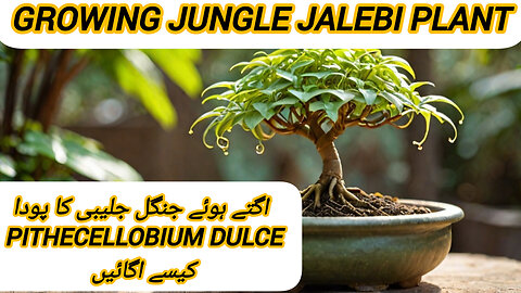 HOW TO GROW JANGLE JALEBI PLANTS ☘️🌵 FASTER GROW FIRTILYZER IDEAS 💡 THE SEEDS TIME BESTIE