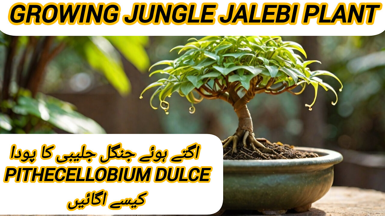 HOW TO GROW JANGLE JALEBI PLANTS ☘️🌵 FASTER GROW FIRTILYZER IDEAS 💡 THE SEEDS TIME BESTIE