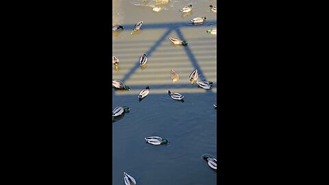 Mallard Ducks 🦆 #mallardducks #shorts #viral #followme #trending