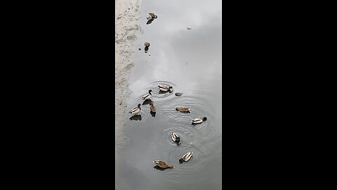 Mallard Ducks 🦆 #mallardducks #ducks #duck #shorts #viral #trending #followme