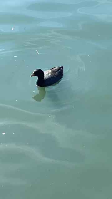 Coot is swimming #coot #swimming #shorts #viral #followme #trending
