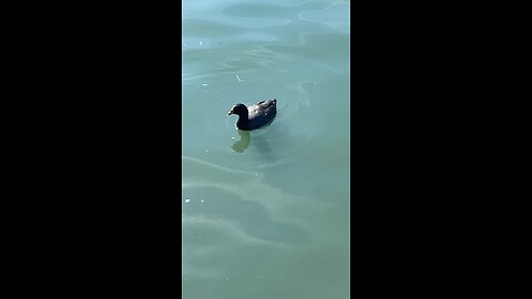 Coot is swimming #coot #swimming #shorts #viral #followme #trending