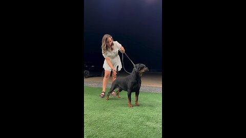 Well Trained Rottweiler