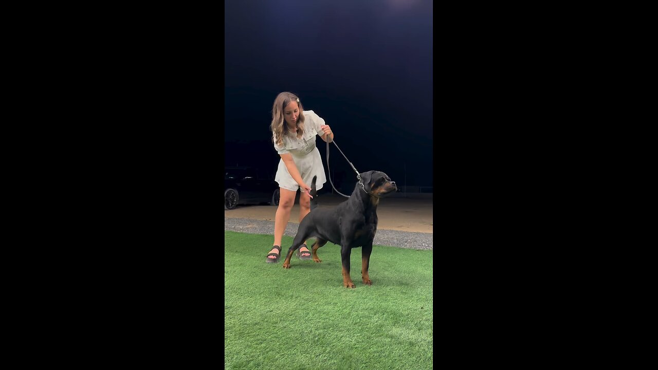 Well Trained Rottweiler