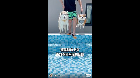 funny dogs