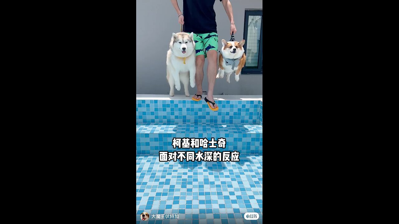 funny dogs