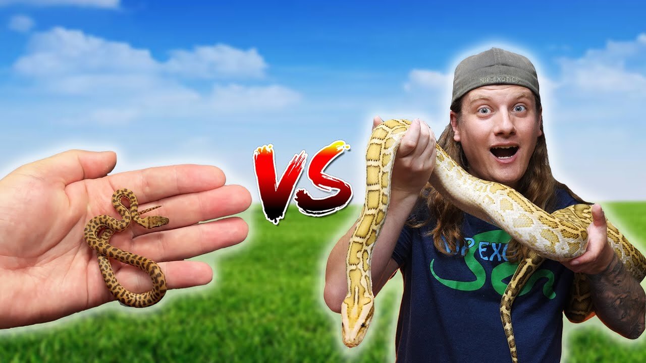 Giant Snakes VS Tiny Snakes