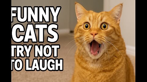 You Won’t Believe What This Cat Did! 😹 Try Not To Laugh!
