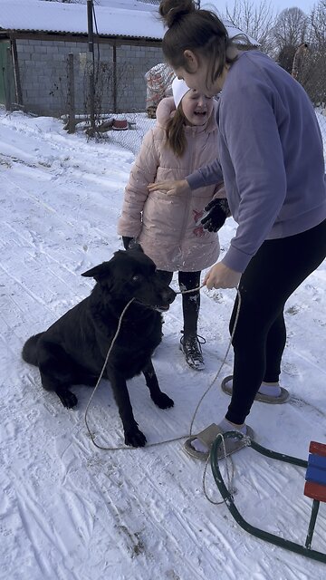 The dog pulls the sled