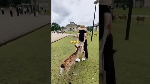funny animals compilation #funnyanimals #animals #pets #shorts