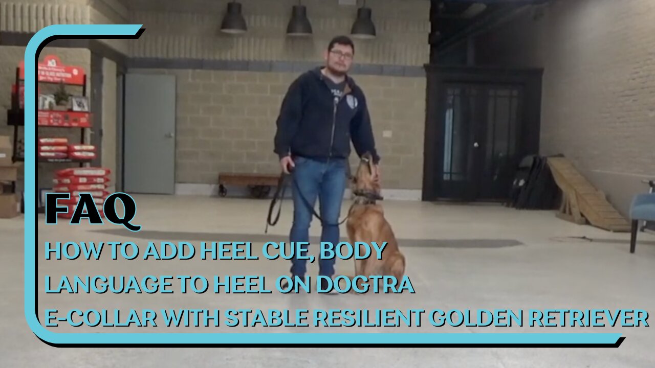 How To Teach Heel Foundation On A Dogtra E-Collar With A Stable Resilient Golden Retriever